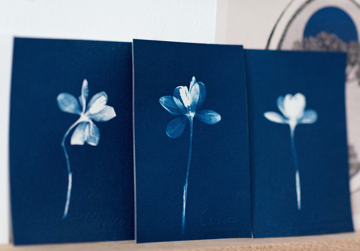 Cyanotype d’Émilie Lacour / Carasco